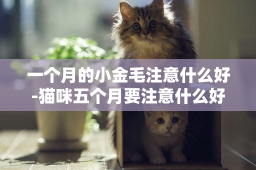 一個月的小金毛注意什么好-貓咪五個月要注意什么好