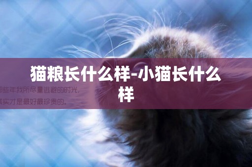 貓糧長什么樣-小貓長什么樣