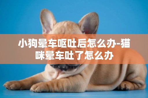 小狗暈車嘔吐后怎么辦-貓咪暈車吐了怎么辦