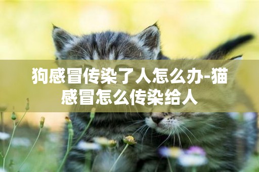 狗感冒傳染了人怎么辦-貓感冒怎么傳染給人