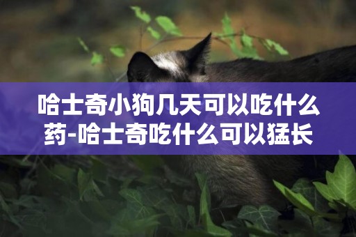 哈士奇小狗幾天可以吃什么藥-哈士奇吃什么可以猛長