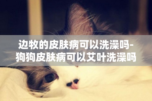 邊牧的皮膚病可以洗澡嗎-狗狗皮膚病可以艾葉洗澡嗎