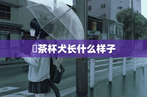 ?茶杯犬長什么樣子