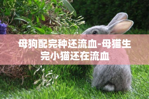 母狗配完種還流血-母貓生完小貓還在流血