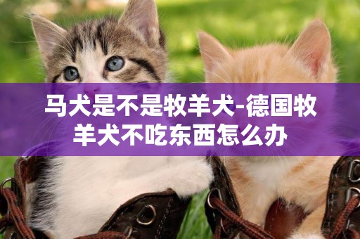 馬犬是不是牧羊犬-德國牧羊犬不吃東西怎么辦