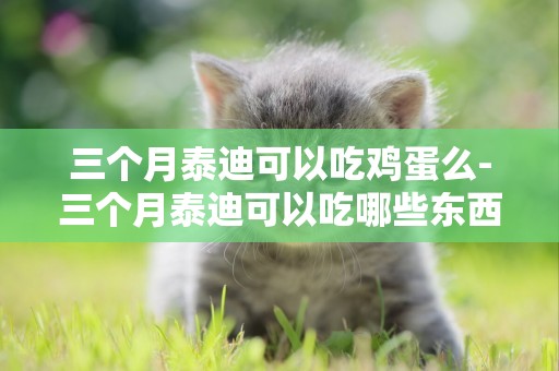 三個月泰迪可以吃雞蛋么-三個月泰迪可以吃哪些東西了