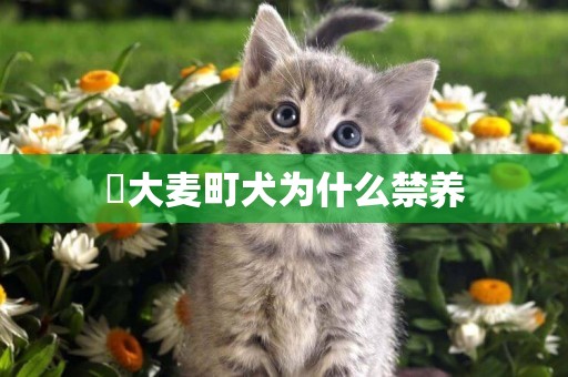 ?大麥町犬為什么禁養