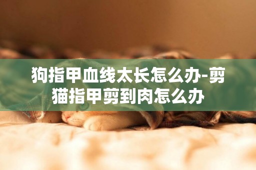 狗指甲血線太長怎么辦-剪貓指甲剪到肉怎么辦