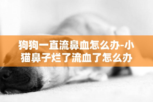 狗狗一直流鼻血怎么辦-小貓鼻子爛了流血了怎么辦