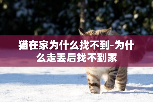 貓在家為什么找不到-為什么走丟后找不到家