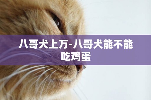 八哥犬上萬-八哥犬能不能吃雞蛋