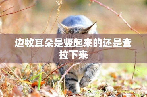 邊牧耳朵是豎起來的還是耷拉下來 邊牧耳朵是豎起來的還是耷拉下來