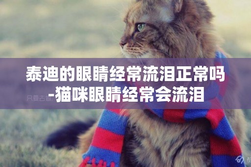 泰迪的眼睛經常流淚正常嗎-貓咪眼睛經常會流淚
