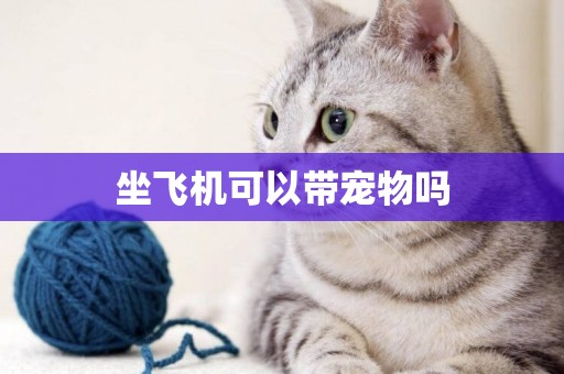 坐飛機可以帶寵物嗎