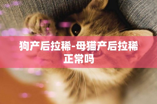 狗產后拉稀-母貓產后拉稀正常嗎