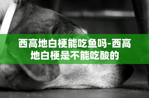 西高地白梗能吃魚嗎-西高地白梗是不能吃酸的