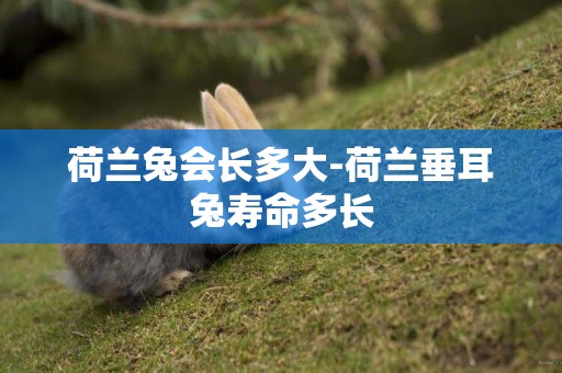 荷蘭兔會長多大-荷蘭垂耳兔壽命多長