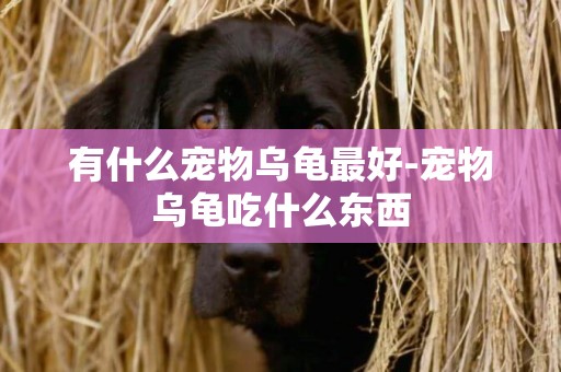 有什么寵物烏龜最好-寵物烏龜吃什么東西