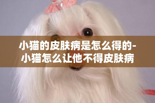 小貓的皮膚病是怎么得的-小貓怎么讓他不得皮膚病