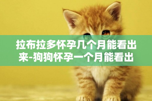 拉布拉多懷孕幾個月能看出來-狗狗懷孕一個月能看出來嗎