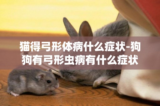 貓得弓形體病什么癥狀-狗狗有弓形蟲病有什么癥狀