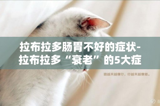 拉布拉多腸胃不好的癥狀-拉布拉多“衰老”的5大癥狀