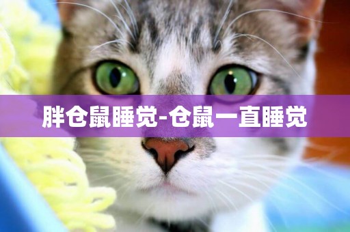 胖倉鼠睡覺-倉鼠一直睡覺