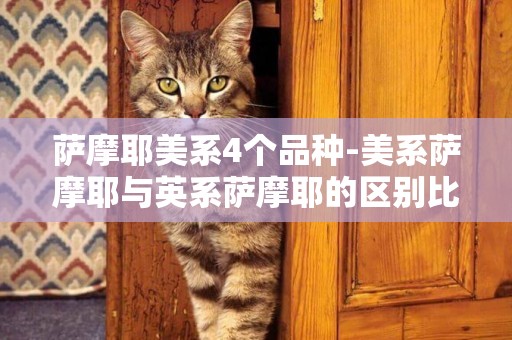 薩摩耶美系4個品種-美系薩摩耶與英系薩摩耶的區別比較