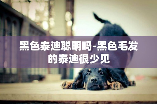 黑色泰迪聰明嗎-黑色毛發的泰迪很少見