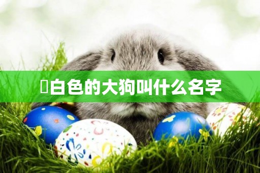 ?白色的大狗叫什么名字