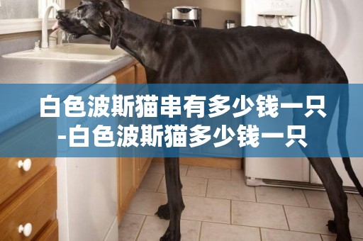 白色波斯貓串有多少錢一只-白色波斯貓多少錢一只