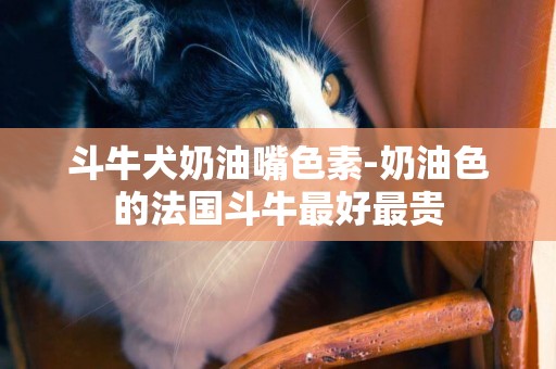 斗牛犬奶油嘴色素-奶油色的法國斗牛最好最貴