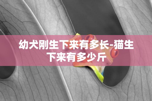 幼犬剛生下來有多長-貓生下來有多少斤