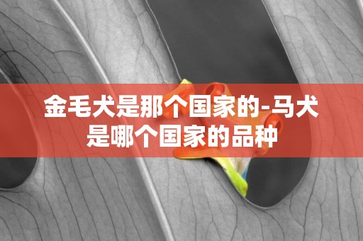 金毛犬是那個國家的-馬犬是哪個國家的品種