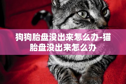 狗狗胎盤沒出來怎么辦-貓胎盤沒出來怎么辦