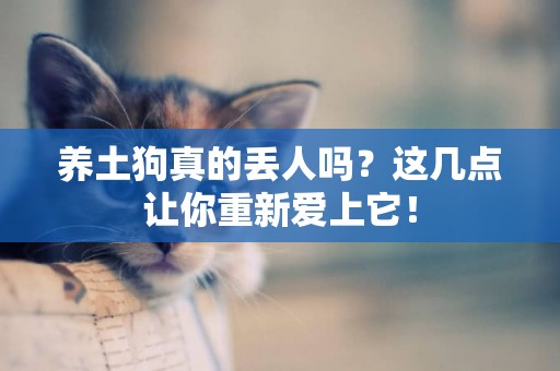 養土狗真的丟人嗎？這幾點讓你重新愛上它！