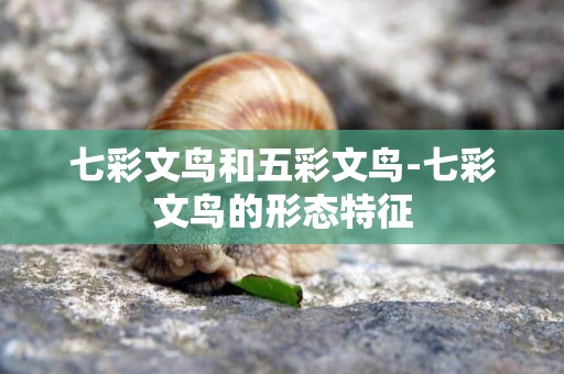 七彩文鳥和五彩文鳥-七彩文鳥的形態特征