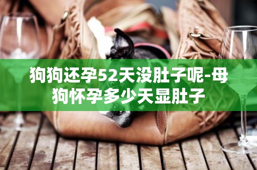 狗狗還孕52天沒肚子呢-母狗懷孕多少天顯肚子