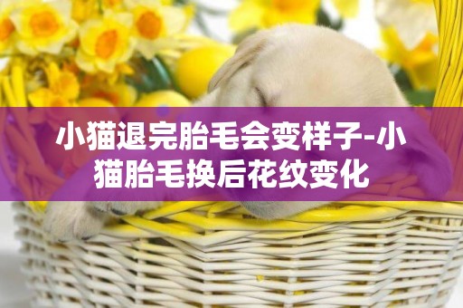 小貓退完胎毛會變樣子-小貓胎毛換后花紋變化