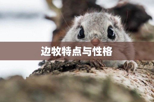 邊牧特點與性格