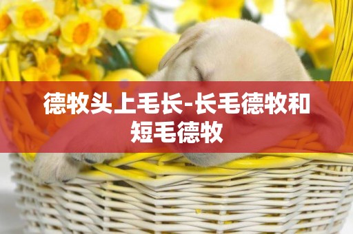 德牧頭上毛長-長毛德牧和短毛德牧