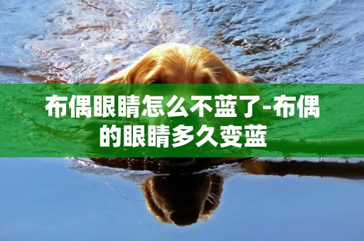 布偶眼睛怎么不藍了-布偶的眼睛多久變藍
