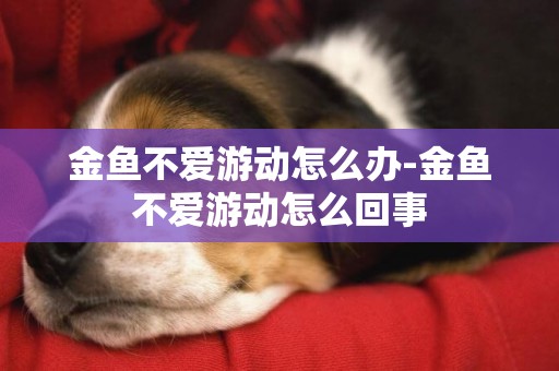 金魚不愛游動怎么辦-金魚不愛游動怎么回事