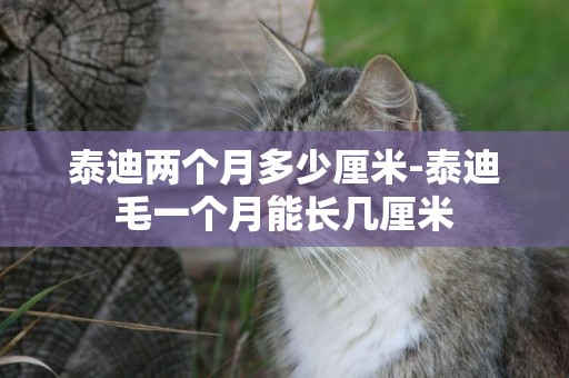 泰迪兩個月多少厘米-泰迪毛一個月能長幾厘米