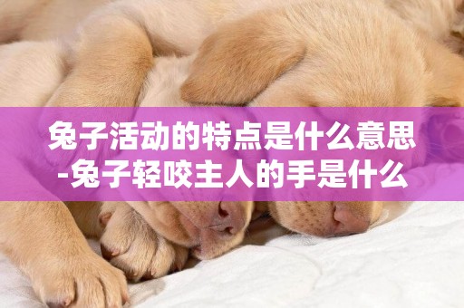 兔子活動的特點是什么意思-兔子輕咬主人的手是什么意思