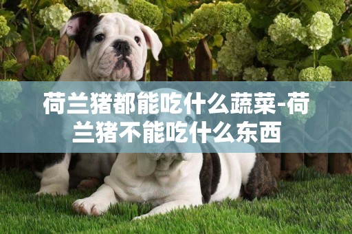 荷蘭豬都能吃什么蔬菜-荷蘭豬不能吃什么東西