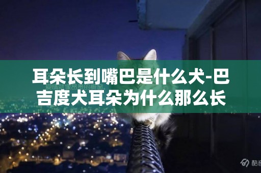 耳朵長到嘴巴是什么犬-巴吉度犬耳朵為什么那么長