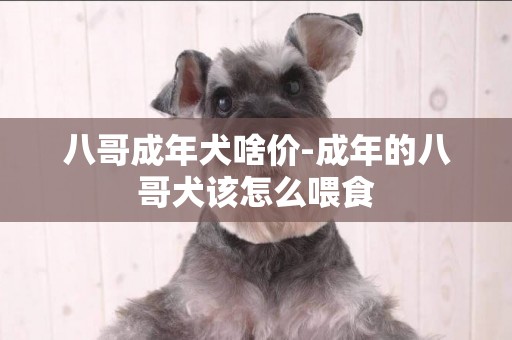 八哥成年犬啥價-成年的八哥犬該怎么喂食