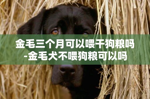 金毛三個月可以喂干狗糧嗎-金毛犬不喂狗糧可以嗎