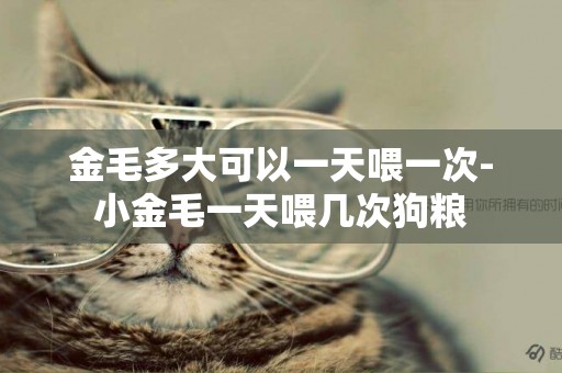 金毛多大可以一天喂一次-小金毛一天喂幾次狗糧